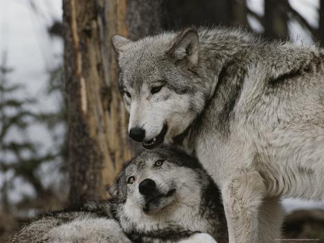 Alpha Male Wolf