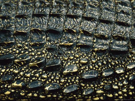 Dorsal Skin