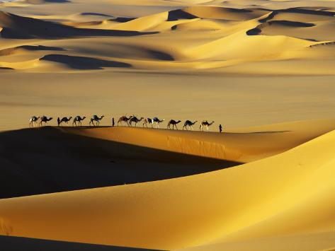 johnny-haglund-tuareg-nomads-with-camels-in-sand-dunes-of-sahara-desert-arakou.jpg