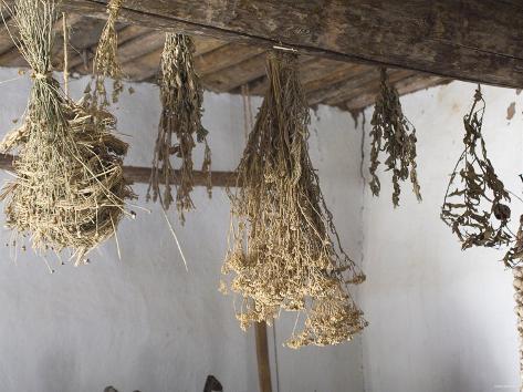 Colonial Herbs