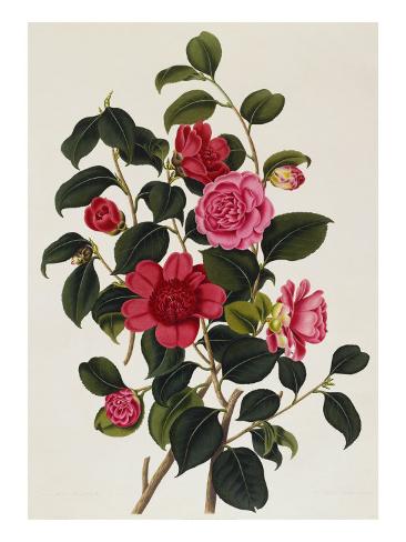  - anemone-and-waratah-camellia-in-monograph-on-the-genus-camellia-by-samuel-curtis