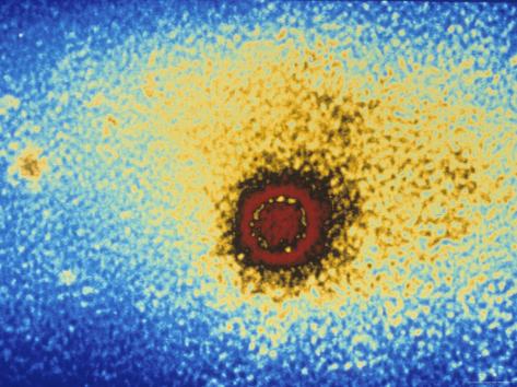 Rhinovirus Size