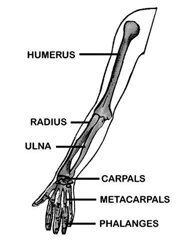 cat arm bones