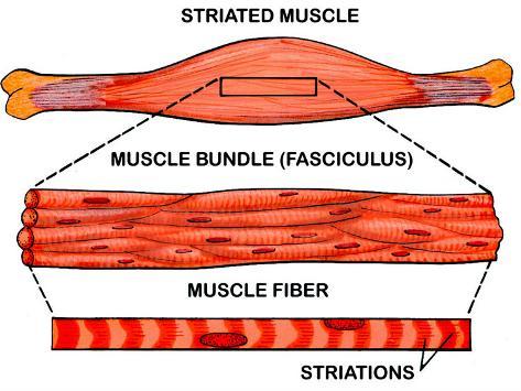 striated cell diagram make up of striated photographic print at striated cell diagram make up of striated photographic print at