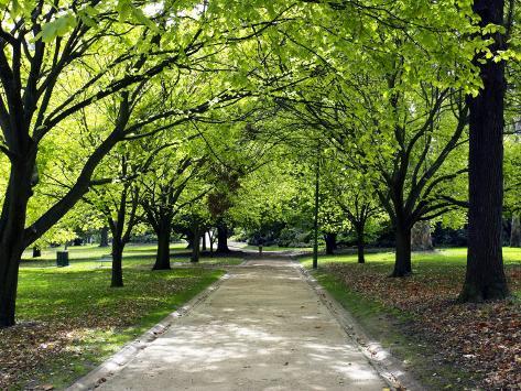 trees pathway