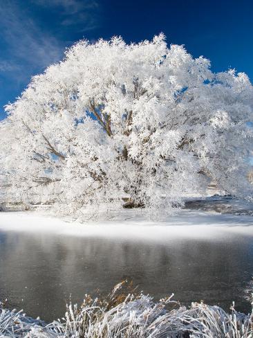 Hoar Frost on Willow Tree, near Omakau, Central Otago, South Island, New Zealand Photographic Print