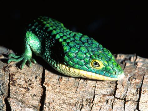 lizard mexico