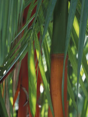 Brightly Colored Orange and Green Bamboo Stalks, Dominical, Costa Rica Photographic Print