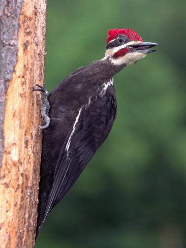 pileated woodpecker pennsylvania usa photographic print pileated woodpecker pennsylvania usa photographic print