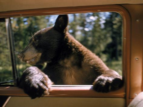 Bear Leaning