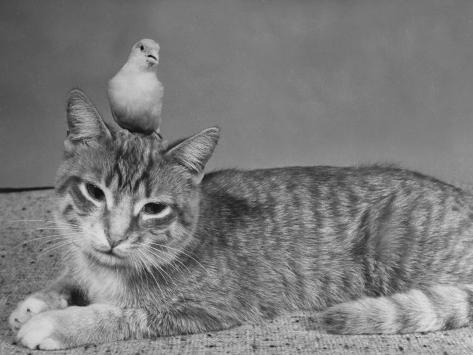 http://imgc.allpostersimages.com/images/P-473-488-90/30/3074/W5VDF00Z/posters/george-skadding-pet-canary-perched-on-the-head-of-a-household-cat.jpg