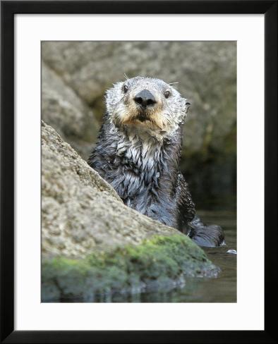 otter rock chatrooms Get maps and directions to popular wineries & tastings rooms in southern oregon my account help live chat contact event organizer southern oregon- otter rock. otter rock chatrooms Get maps and directions to popular wineries & tastings rooms in southern oregon my account help live chat contact event organizer southern oregon- otter rock.