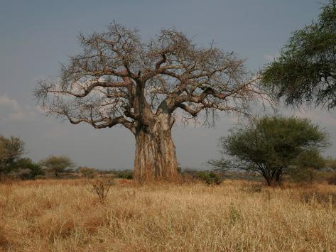 African Tree Baobab