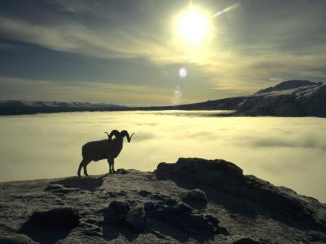michael-s-quinton-large-dall-sheep-ram-on-top-of-a-mountain-in-kluanee-national-park.jpg