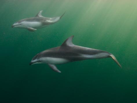 Island of the Blue Dolphins: Scott ODell: 9780547328614