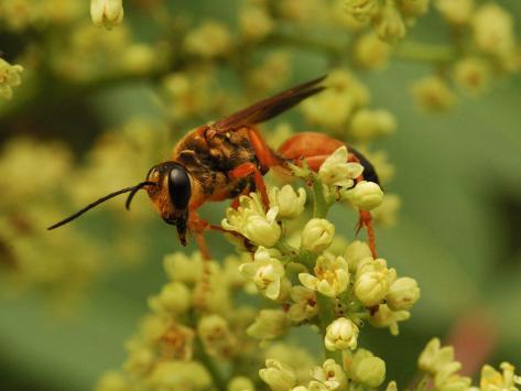 Flowers Massachusetts on Wasp Visiting Flowers In A Meadow  Belmont  Massachusetts  Usa
