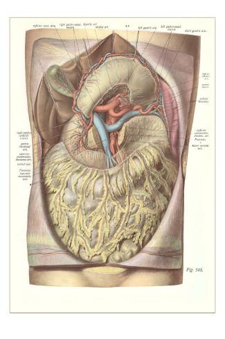 Thoracic Cavity Bones