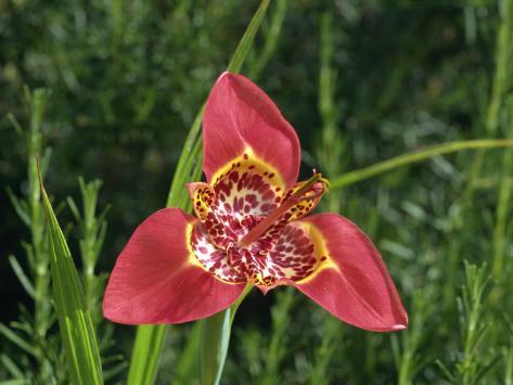 Close-Up of the Peacock Flower, Taken in July Fotoprint