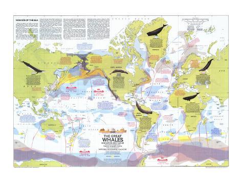 Great Whales, Migration and Range Map, Poster