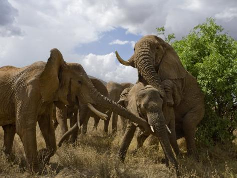 How Elephants Mate