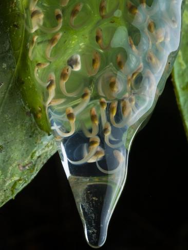 http://imgc.allpostersimages.com/images/P-473-488-90/37/3732/KGFZF00Z/posters/joel-sartore-a-transparent-egg-mass-with-developing-glass-frog-tadpoles.jpg