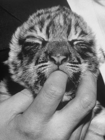 Tiger Cub Sucking a Human's Tiger Cub Sucking a Human's
