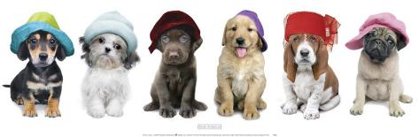 6 Hundewelpen