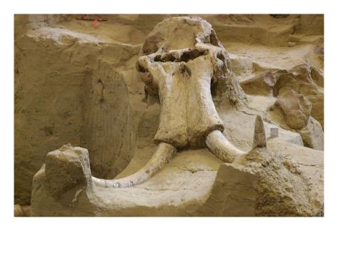 woolly mammoth fossil