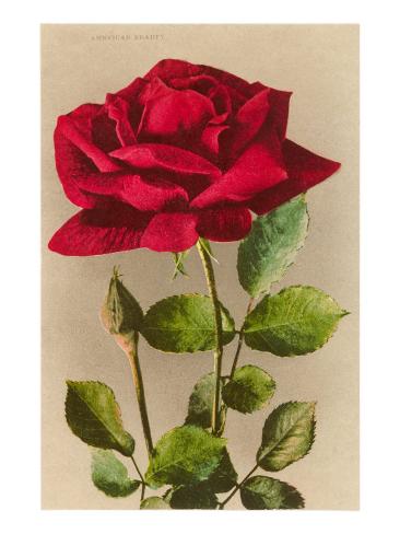 the red rose in american beauty These are quite simply the most popular and exquisite roses of all time this american beauty has a rich full bloom and a deep shade of red that only the ecuadorian can give you. the red rose in american beauty These are quite simply the most popular and exquisite roses of all time this american beauty has a rich full bloom and a deep shade of red that only the ecuadorian can give you.