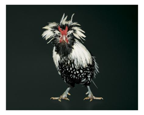 norman-schwartz-bearded-silver-lace-polish-bantam-rooster-series.jpg