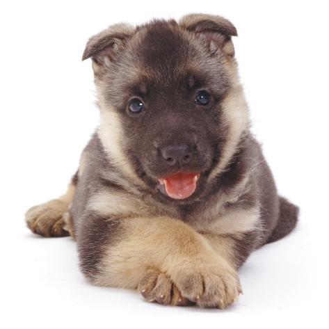 German Shepherd Dog Alsatian Puppy Lying with Paws Crossed