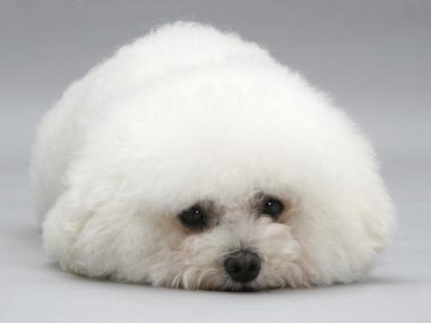 Bichon Frise Picture
