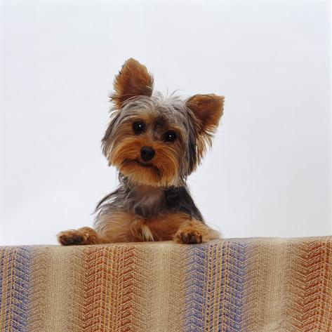 jane-burton-yorkshire-terrier-portrait.jpg