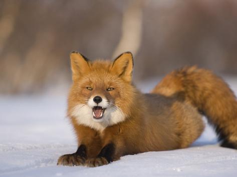 igor-shpilenok-red-fox-lying-stretching-on-snow-kronotsky-nature-reserve-kamchatka-far-east-russia.jpg