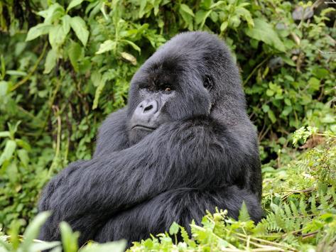 rwanda africa