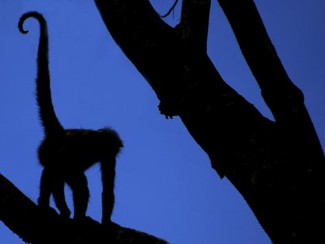 monkey tree silhouette