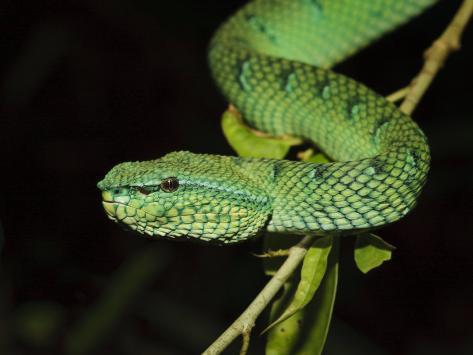 Viperidae(Pics) - Page 2 - Aussie Pythons & Snakes