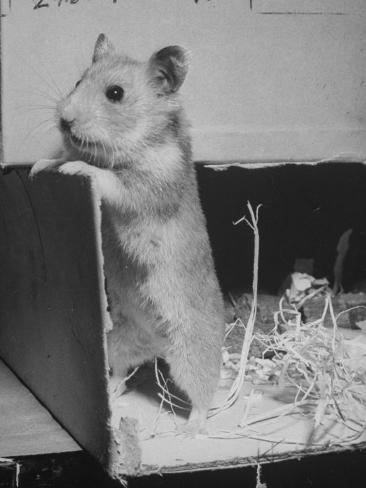 Image Of Hamster
