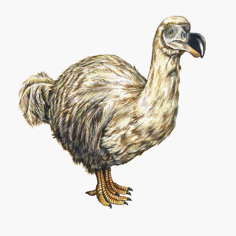Extinct Bird Dodo