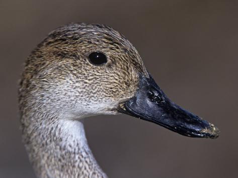arthur-morris-female-northern-pintail-duck-head-anas-acuta-north-america.jpg
