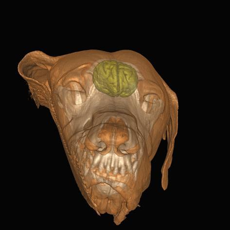 3d scanner head
 on 3D Mri Scan of a Dog Head Photographic Print at AllPosters.com
