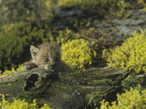 kitten lynx