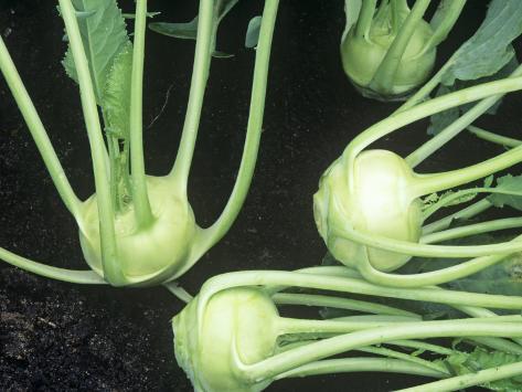 Kohlrabi Grand Duke