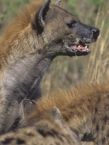 Hyena Head