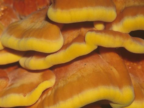 Close-Up of a Sulfur Fungus Growing on a Dead Tree, Laetiporus Sulphureus, North America Photographic Print