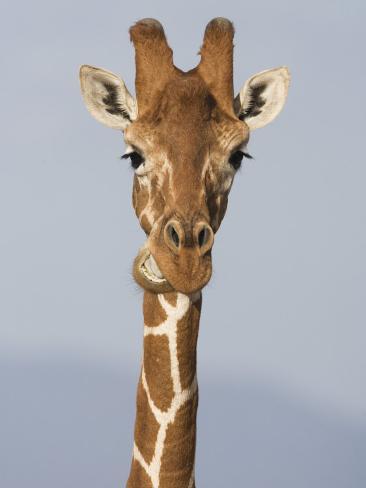 Chewing Giraffe Gif