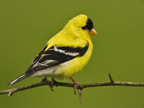 http://imgc.allpostersimages.com/images/P-473-488-90/38/3811/9CSIF00Z/posters/adam-jones-male-american-goldfinch-in-breeding-plumage-carduelis-tristis-eastern-usa.jpg