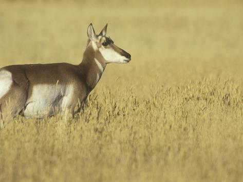 Female Pronghorn