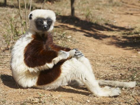 http://imgc.allpostersimages.com/images/P-473-488-90/38/3811/M9SIF00Z/posters/christopher-crowley-coquerels-sifaka-propithecus-verreauxi-coquereli-sunbathing-madagascar.jpg