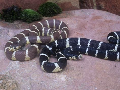 Color Variation in California Kingsnakes, Lampropeltis Getulus Californiae, . California, USA Photographic Print